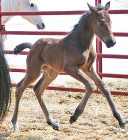 mochalairdfillycanterup032913