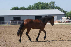 galahadtrot