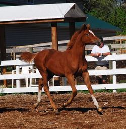 BonBaloufilly