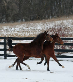 chantalleandbannerrunning122116