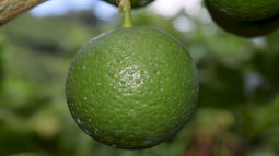 薄幸の品種「香美の川」再デビュー