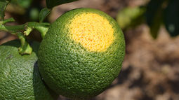 かぼすも日焼けします