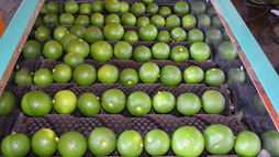 グレードアップした「おもとの丘」