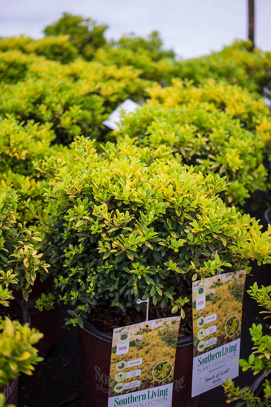 Holly 'Touch of Gold' 3G | Buck Jones Nursery