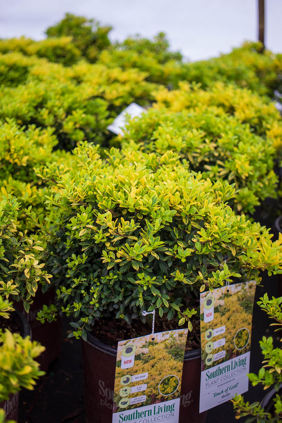 Holly 'Touch of Gold' 3G Buck Jones Nursery