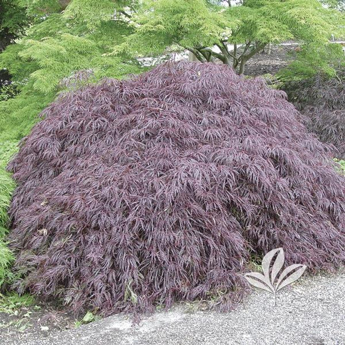 桜ページ　qm Japanese Maple, (dissectum), 'Crimson Queen' (multiple sizes
