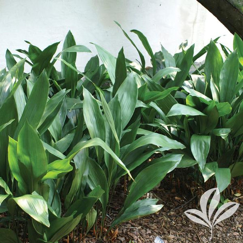 Aspidistra (multiple sizes) Buck Jones Nursery