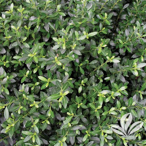 Holly, Soft Touch (multiple sizes) | Buck Jones Nursery