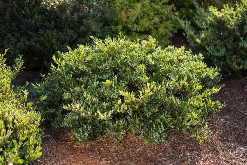 Distylium, 'Swing Low' 3G