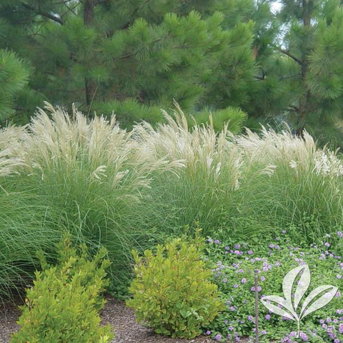 Miscanthus, 'Adagio' (multiple sizes) Buck Jones Nursery