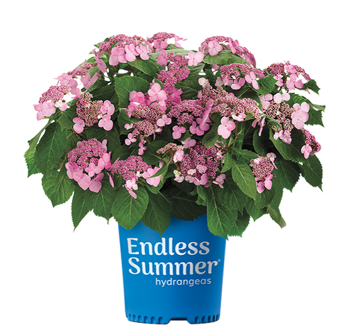 Hydrangea, 'Twist-n-Shout®' 3G | Buck Jones Nursery