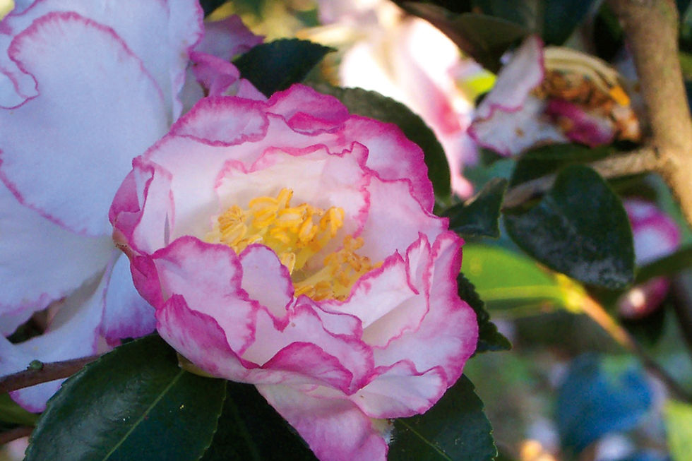 Camellia Sasanqua, 'October Magic® Inspiration™' (multiple sizes)