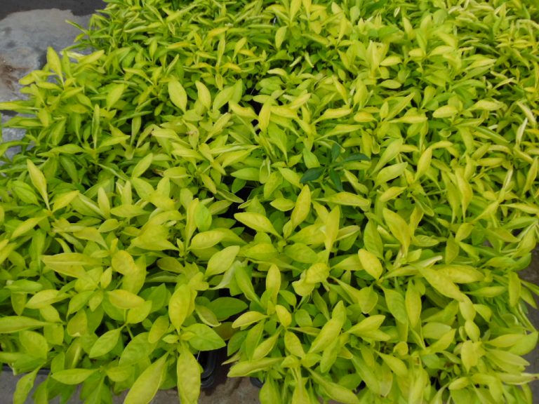 Shop Buck Jones Nursery 3/20