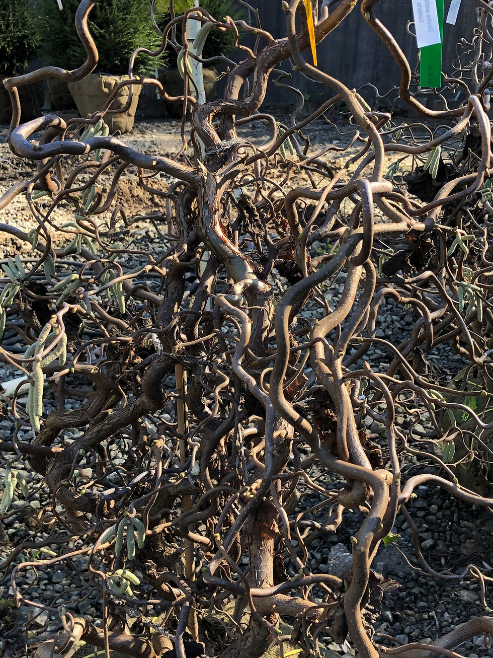 Thumbnail: Corylus contorta, Contorted Filbert (multiple sizes)