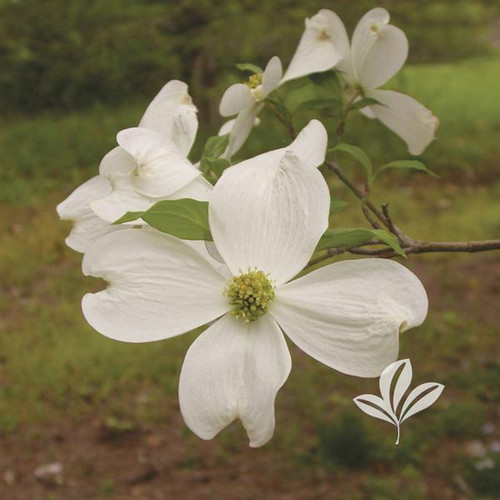Dogwood 'Cherokee Princess' (multiple sizes) Buck Jones Nursery