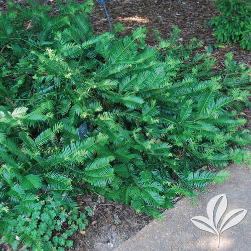 Cephalotaxus, Prostrata (multiple sizes) Buck Jones Nursery