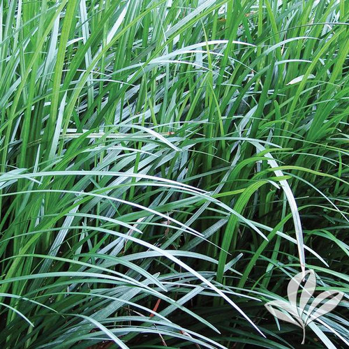 Mondo Grass 1G Buck Jones Nursery