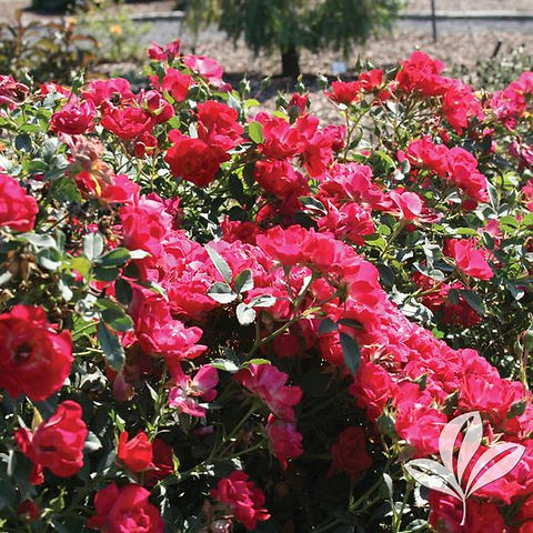 ROSE☆ROSE 264b36_93077dfc1e4b42c88bf28da