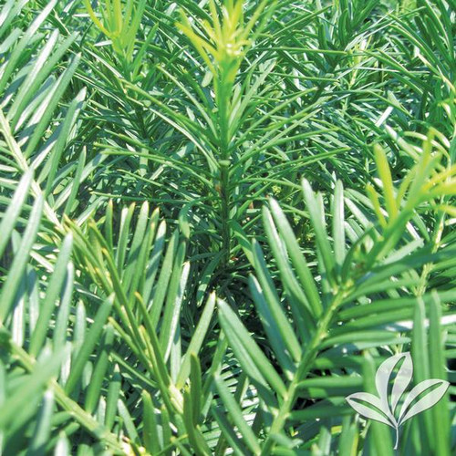 Cephalotaxus, 'Duke Gardens' (multiple sizes) Buck Jones Nursery