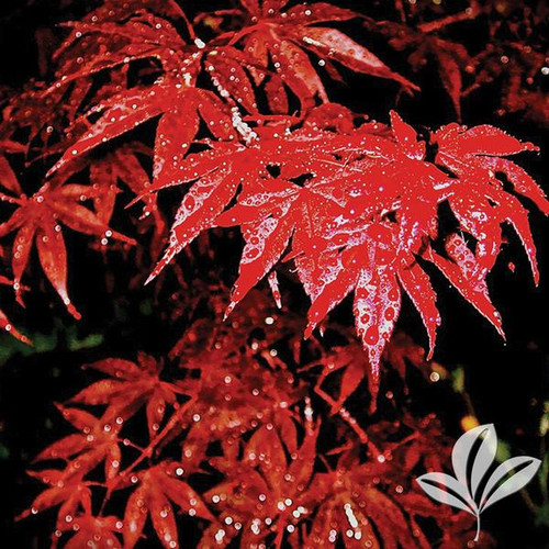 Japanese Maple, 'Bloodgood' (multiple sizes) Buck Jones Nursery
