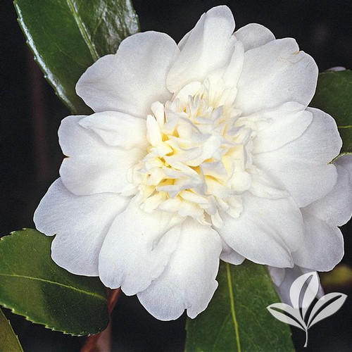 White Camellia Sasanqua Varieties