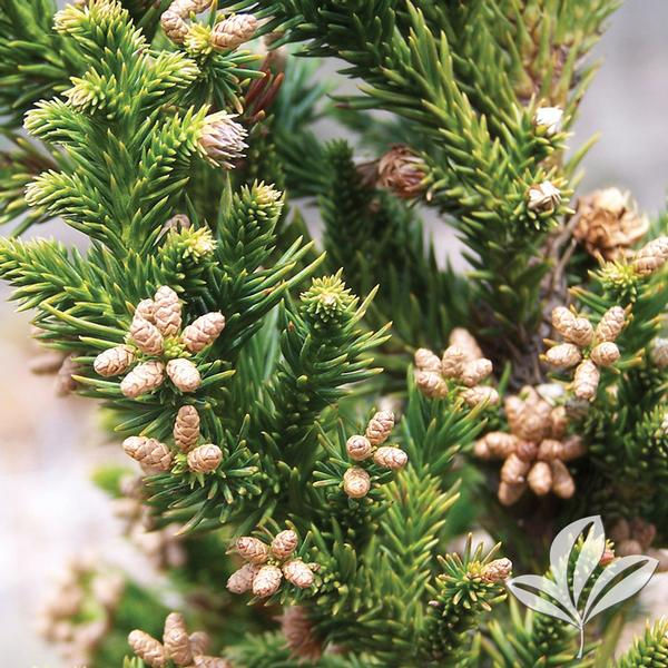 Thumbnail: Cryptomeria, 'Black Dragon' 7G