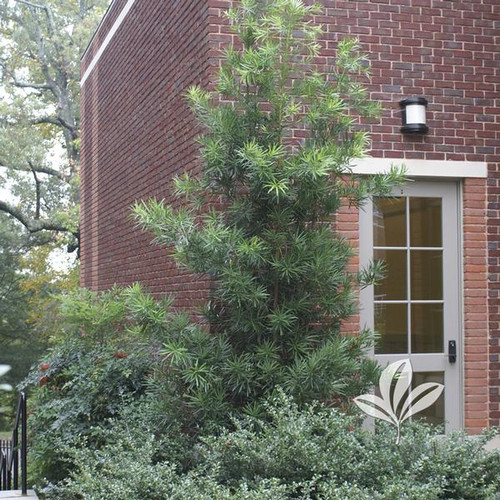 Podocarpus (multiple sizes) Buck Jones Nursery