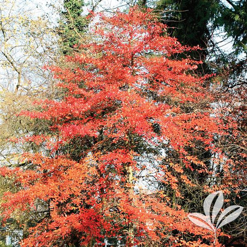 Black Gum, 'Wildfire' (multiple sizes) Buck Jones Nursery