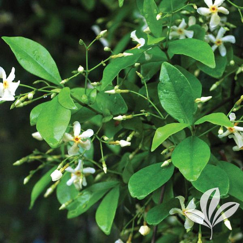 Jasmine, Asiatic 4