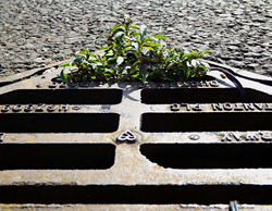 Urban Wildlife