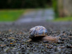 Urban Wildlife