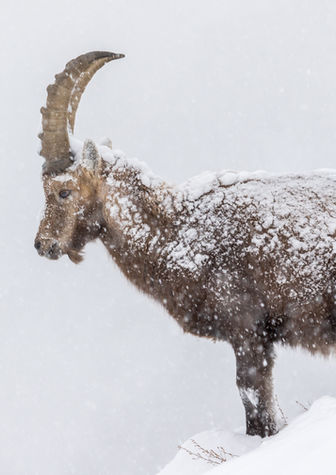 bouquetin sous la neige