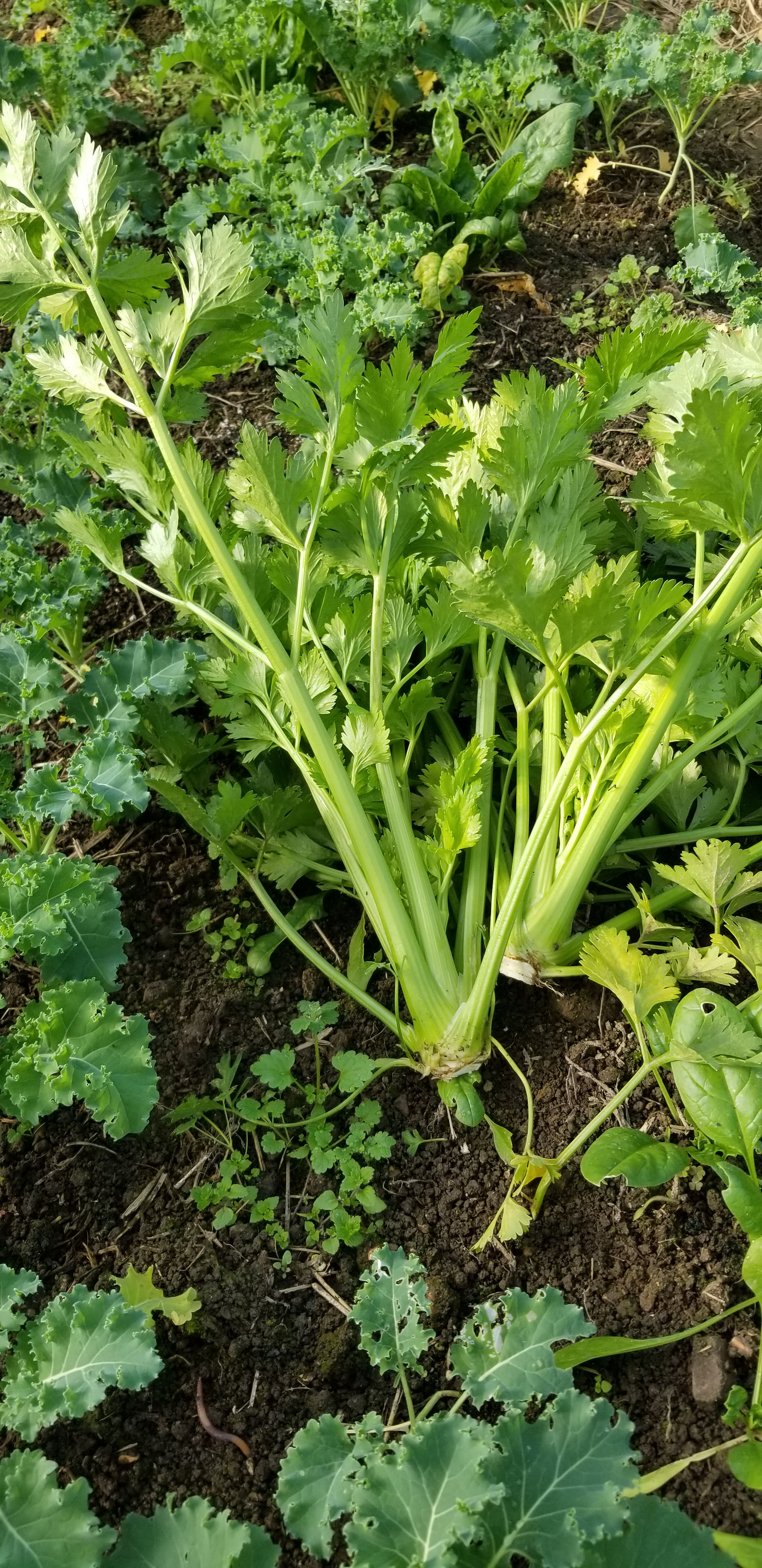 Celery