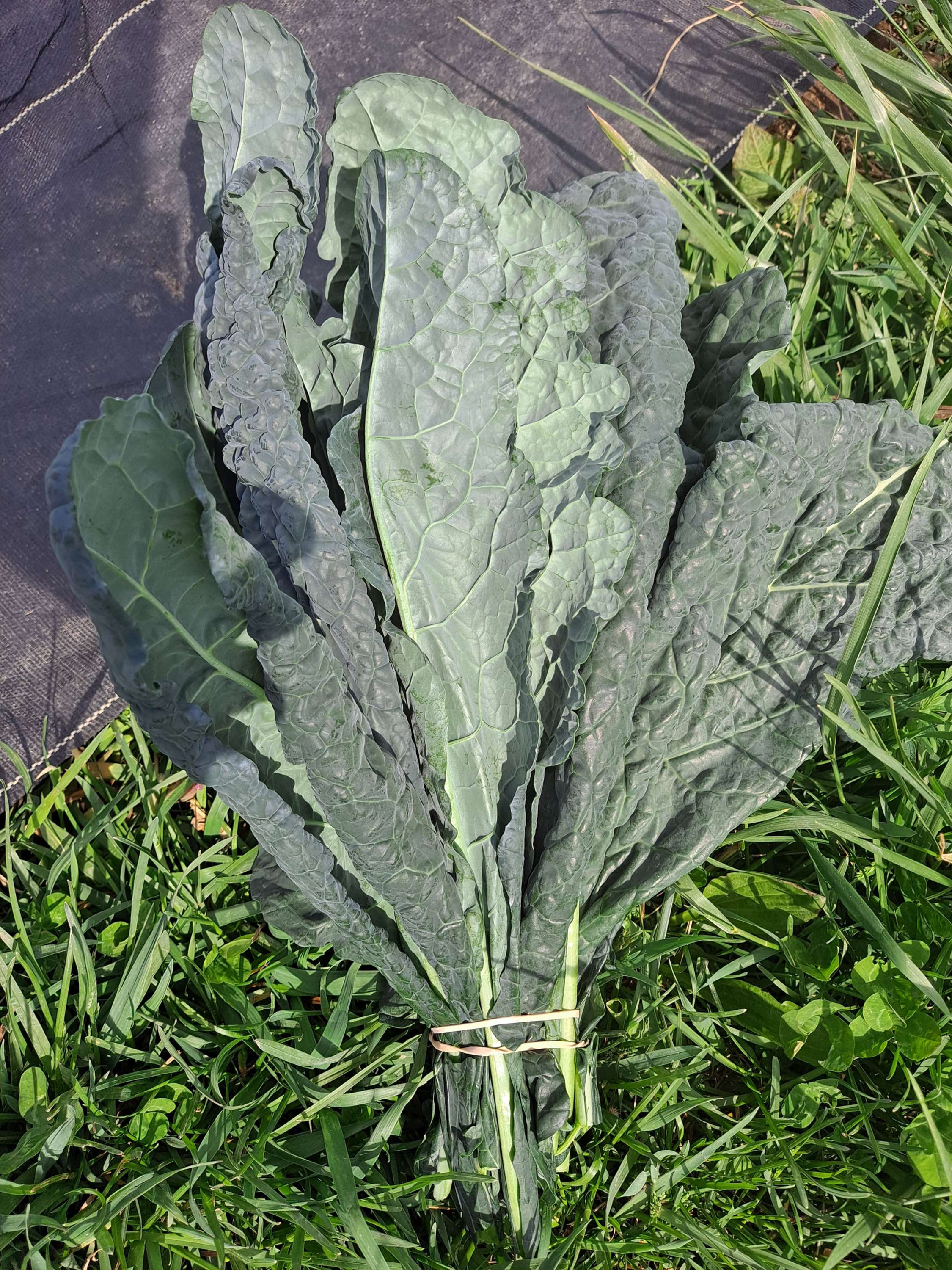 Lacinato Kale