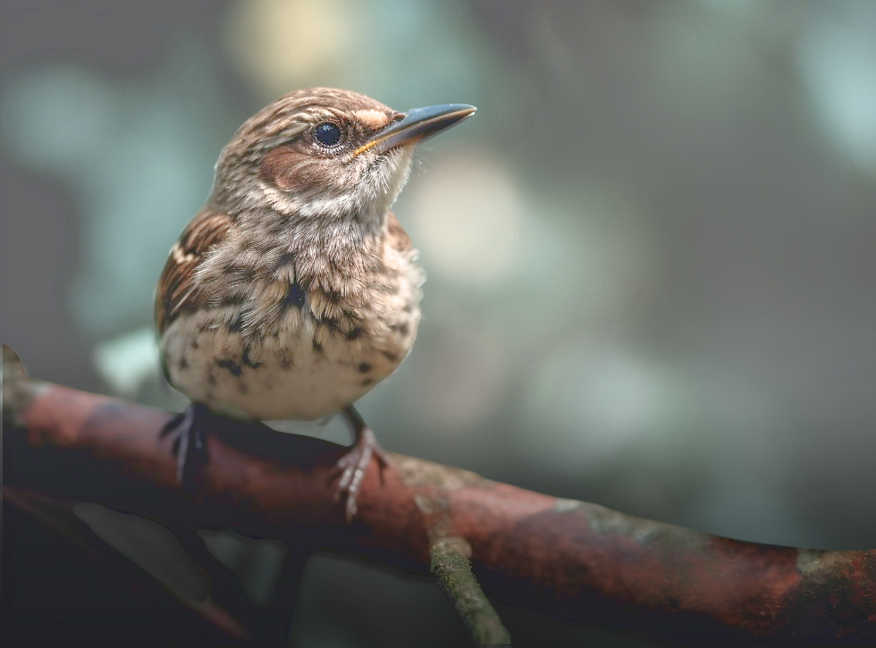 sparrows (2).png