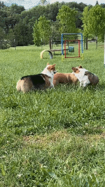 IMG_7812 (1).gif