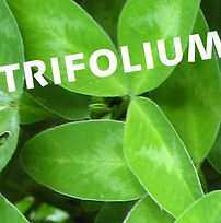 Trifolium