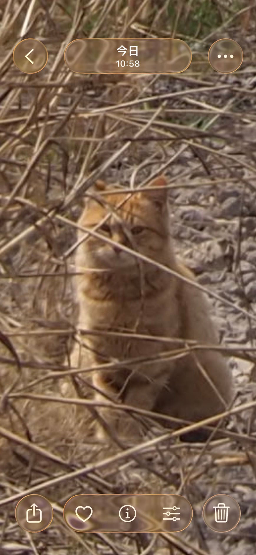 逃げてしまい捕獲出来ず!