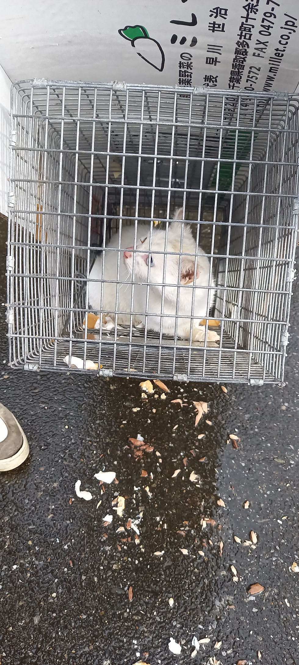 しろちゃんが捕獲出来たのですが、私が探していた別の白ちゃん?でした!