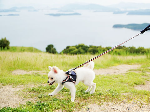 王子が岳.JPG