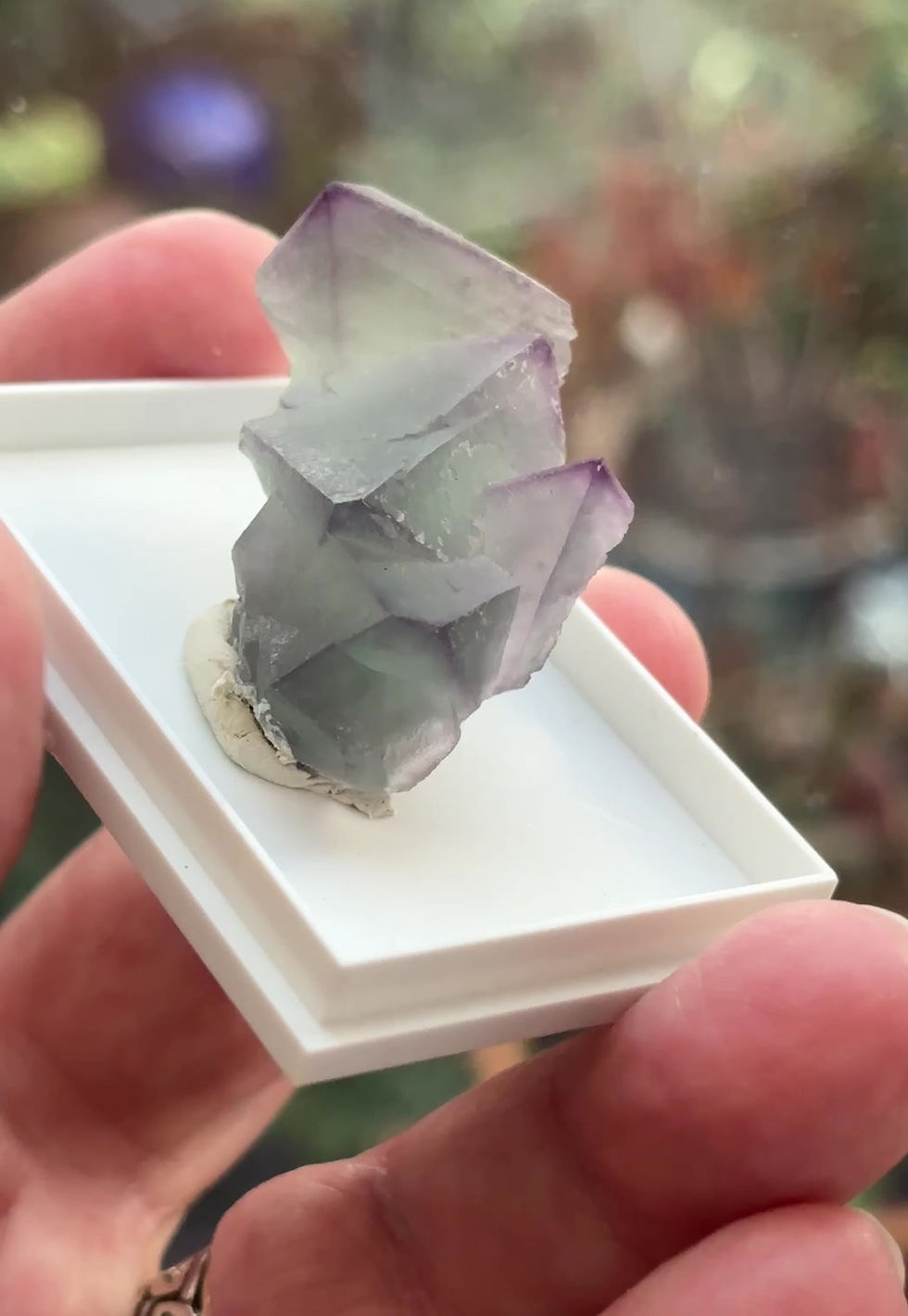 Miniatura: Fluorite - 'Ganzhou', Wushan,  De'An County, Jiangxi Prov. China