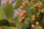 cactus fruits