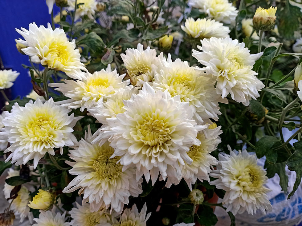 The Allure and Symbolism of the White Chrysanthemum
