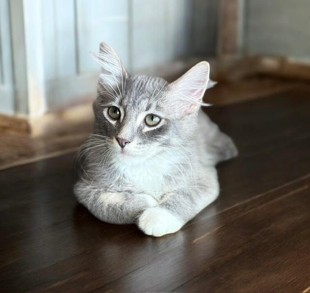 Darwin