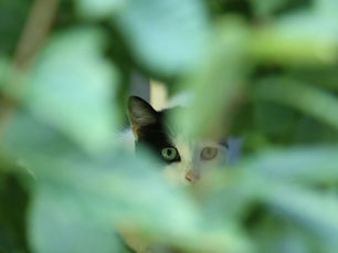 Sometimes We’re Like Cats—We Hide When We Don’t Feel Right