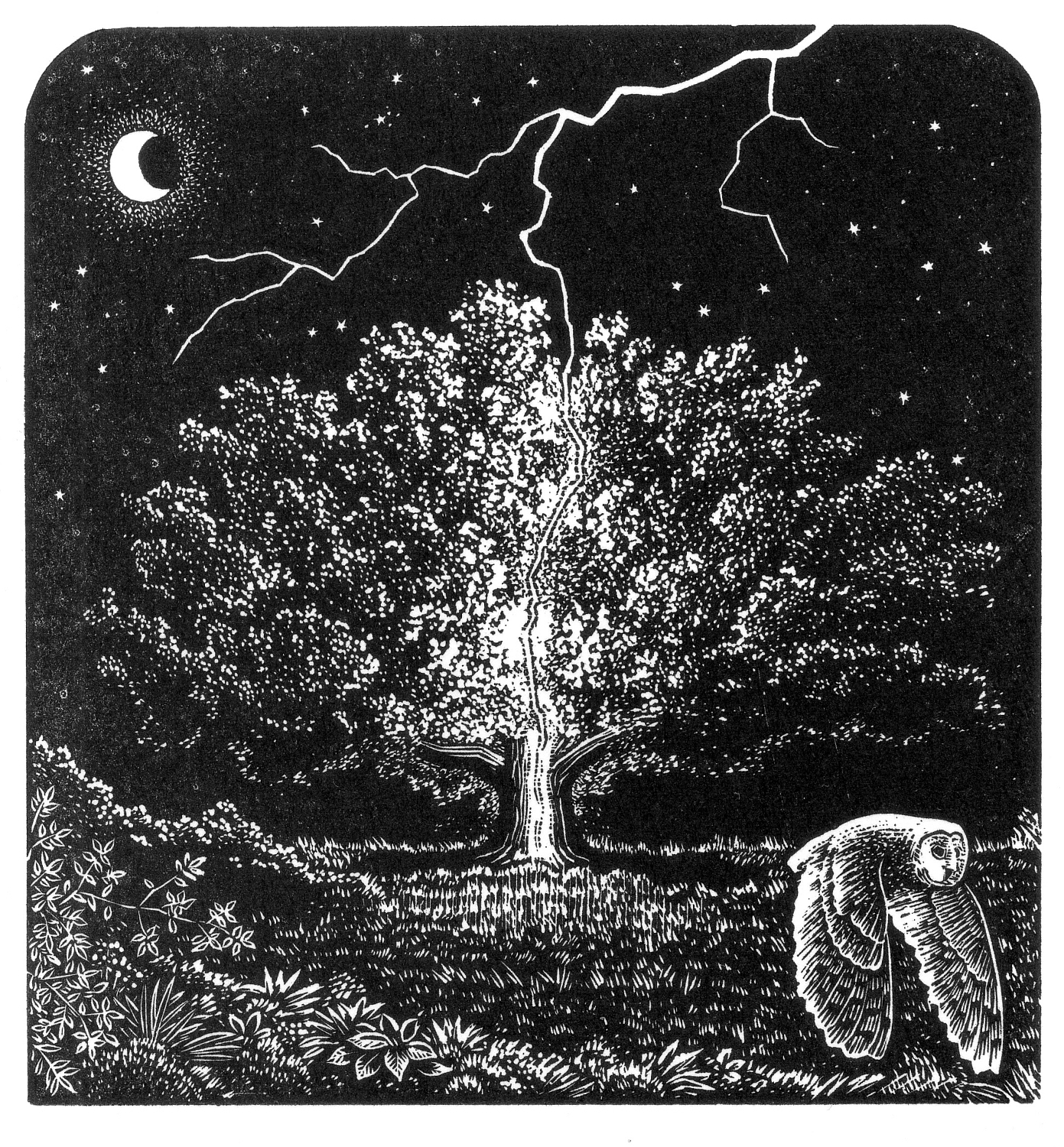 the lightening tree