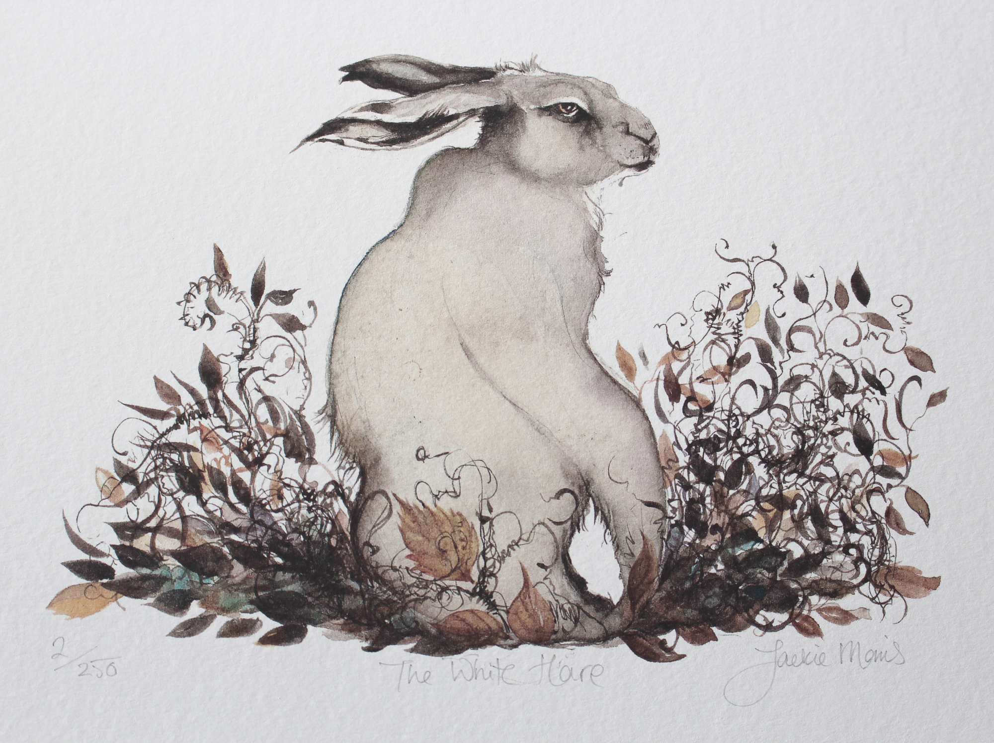 the white hare