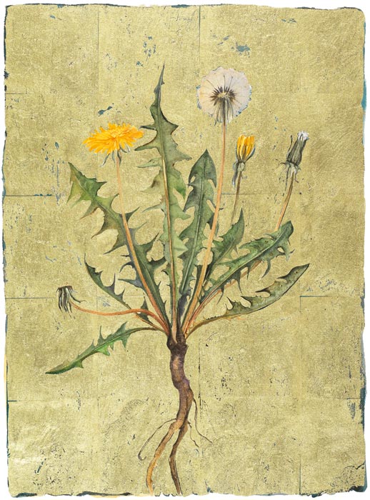 dandelion | the lost words