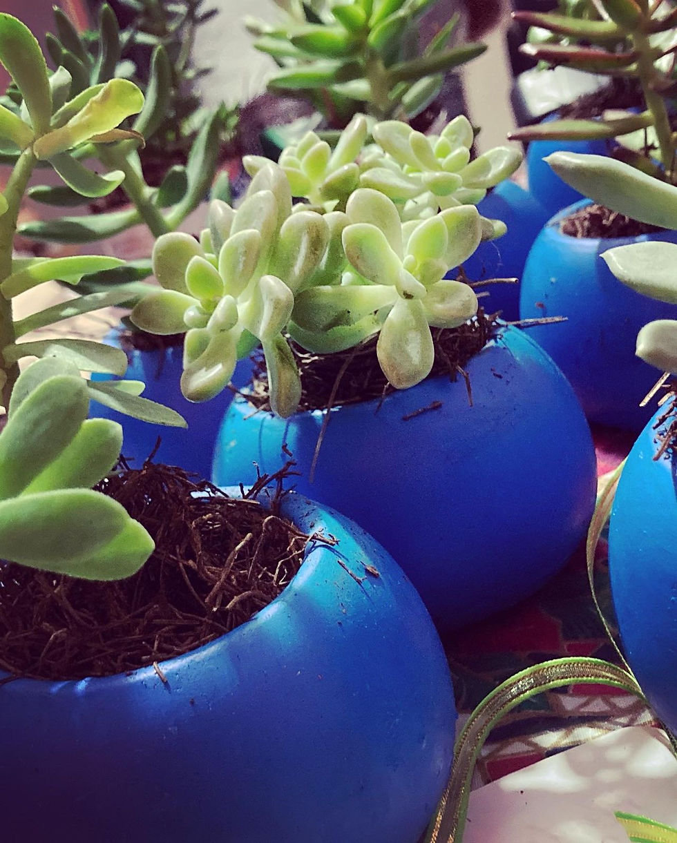 Miniatura: Maceta