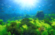 豊かな海の森_edited.jpg